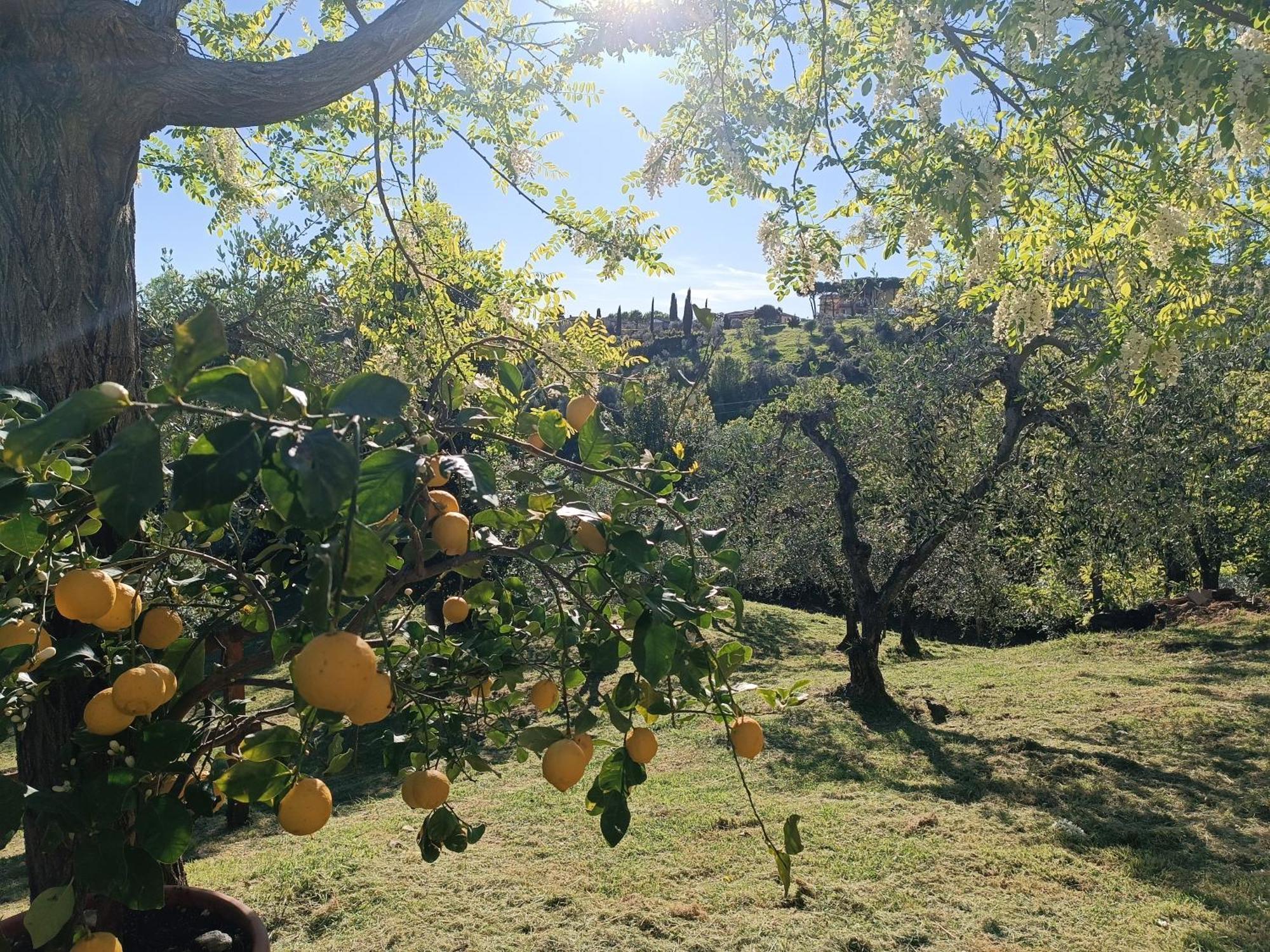 Le Massucce San Casciano in Val di Pesa Exteriör bild